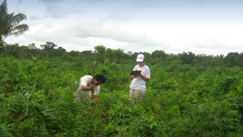 O monitoramento ecológico da restauração é feito periodicamente para garantir o sucesso. Na foto, a técnica usada foi regeneração natural assistida — Foto: UFRA-PA/Divulgação