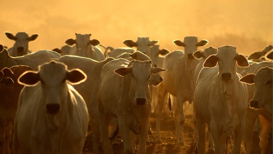 Além da China, 4 países retiraram embargo à carne bovina brasileira, diz ministério