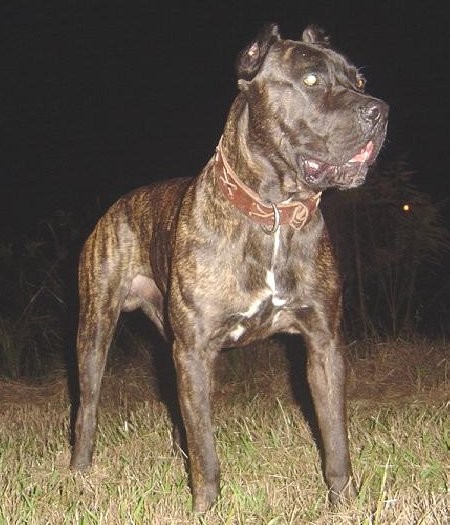 Acredita-se que o bandog seja uma mistura entre o pit bull terrier e o mastim napolitano (Foto: HLeeRobinson/ Wikimedia Commons )