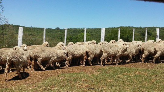 Lã certificada do Rio Grande do Sul recebe aprovação do Uruguai