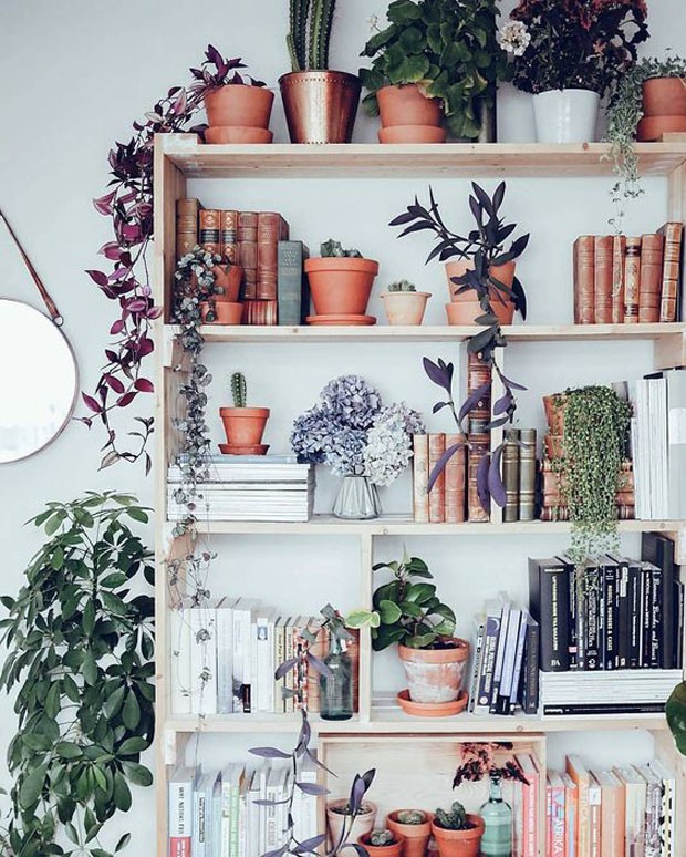 5 dicas de como usar plantas na decoração (Foto: Divulgação)