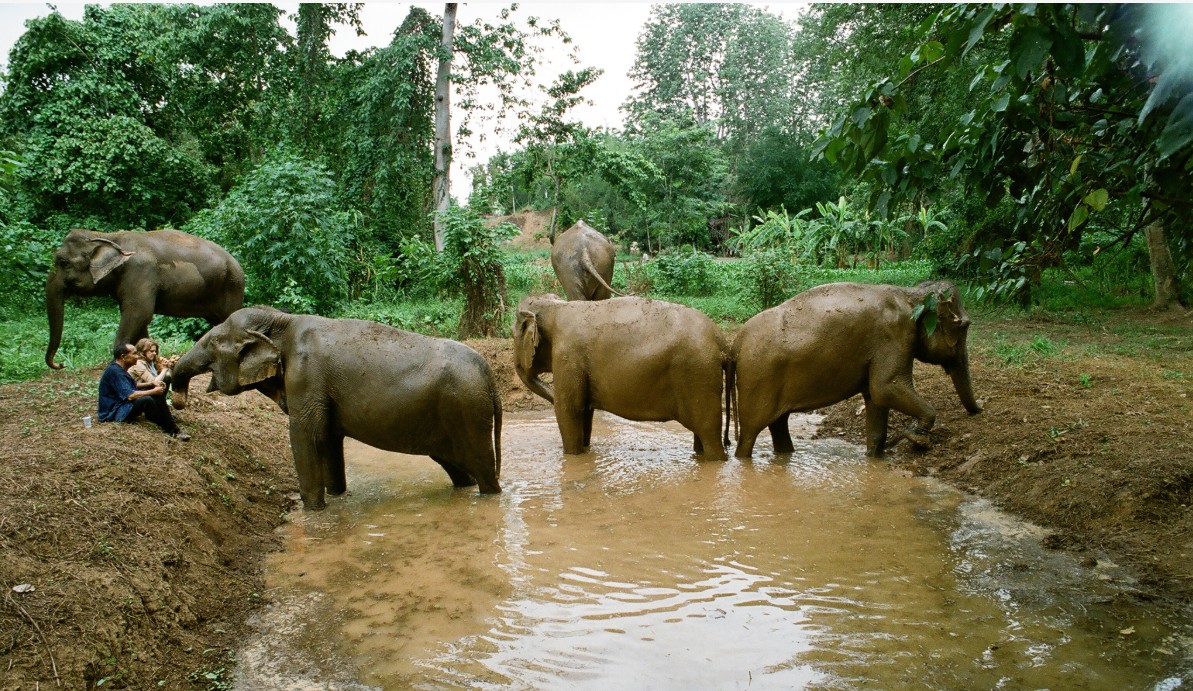 Cena do documentário Elefantes: Em Nome da Liberdade, da atriz e diretora Ashley Bell (Foto: Divulgação Nat Geo)