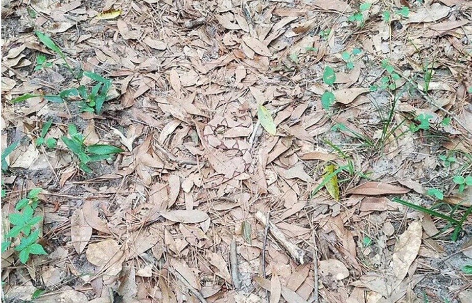 Cobra camuflada entre folhas secas e gravetos em floresta na Inglaterra.
