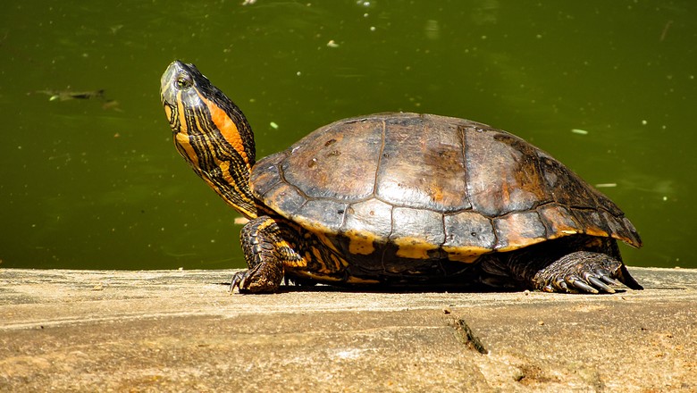 tartaruga tigre d'água (Foto: Getty Images)