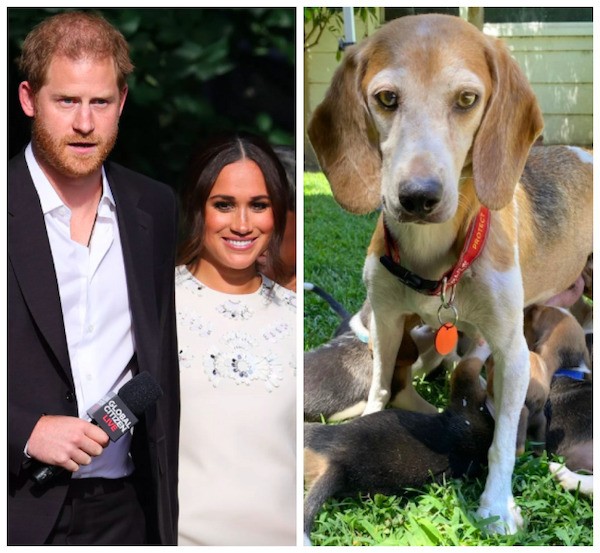 The dog Mia, adopted by Prince Harry and the actress and Duchess Meghan Markle (Photo: Getty Images/Facebook)
