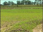 Cultivo da soja começa a ganhar força na Região da Campanha do RS