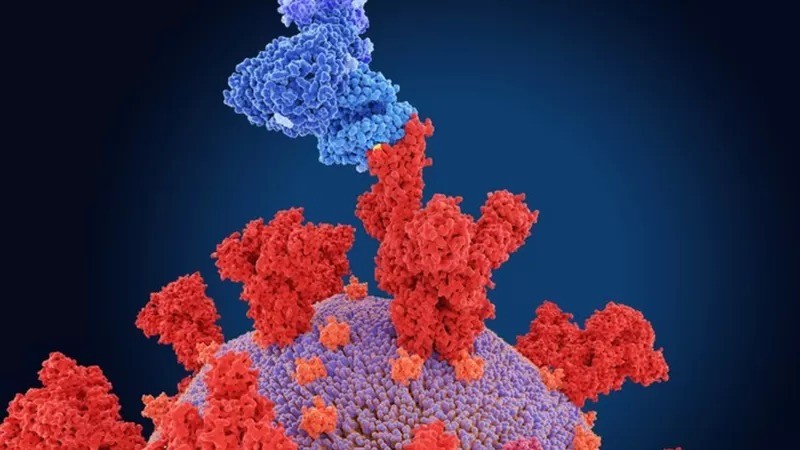 As variantes do coronavírus mais preocupantes trazem mutações na proteína da espícula (a estrutura vermelha da ilustração), que se liga aos receptores das nossas células (azul) e dão início à infecção (Foto: Getty Images )