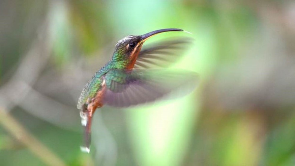 O desenho da imagem anterior corresponde a um colibri eremita, segundo os pesquisadores japoneses. Nesta foto, vemos um balança-rabo-de-bico-torto (Glaucis hirsutus) — Foto: Getty Images