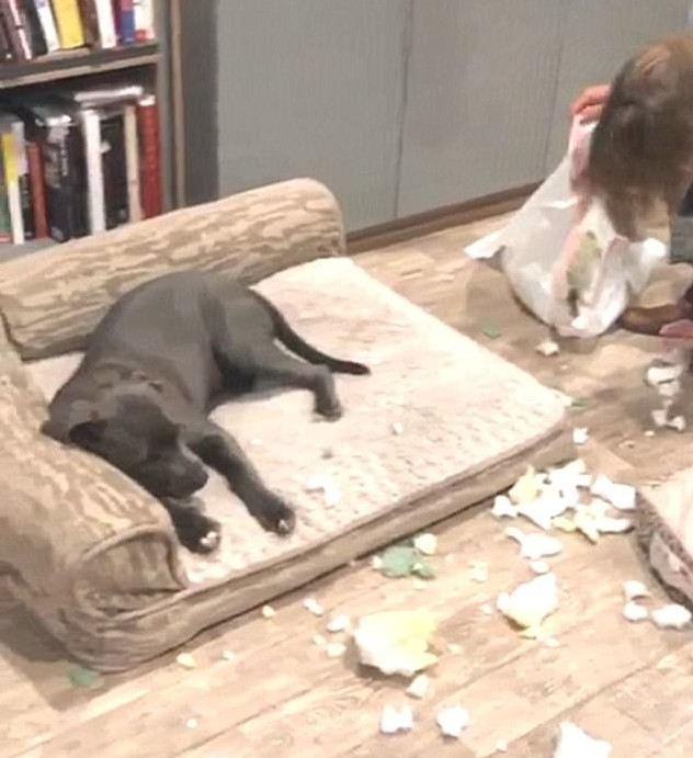 A cachorrinha Blueberry observando o marido da atriz Kaley Cuoco limpar a destruição deixada por ela (Foto: Instagram)