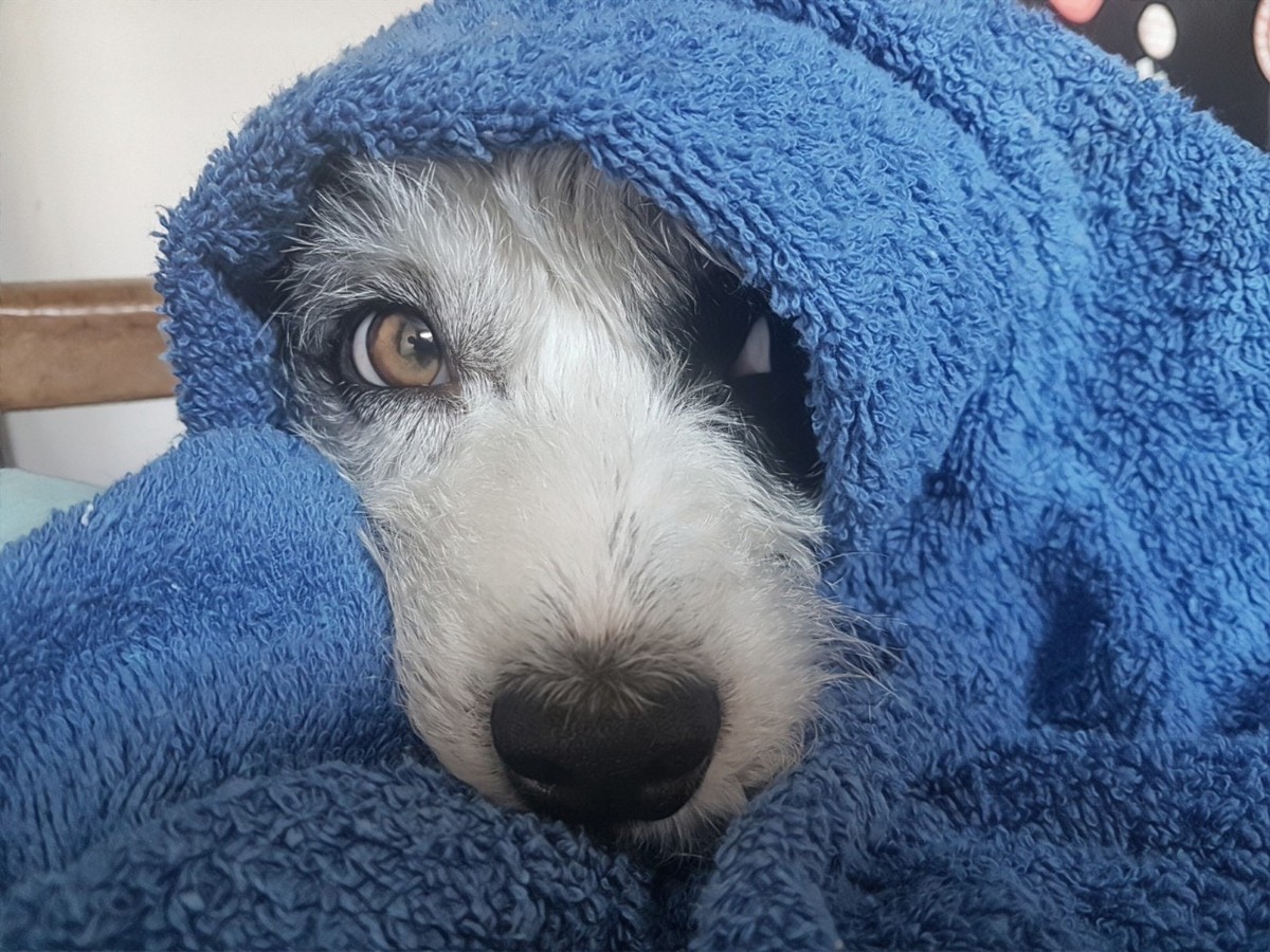 Veja dicas para proteger os animais doentes | no frio e prevenir os animais de estimação  Minas Gerais