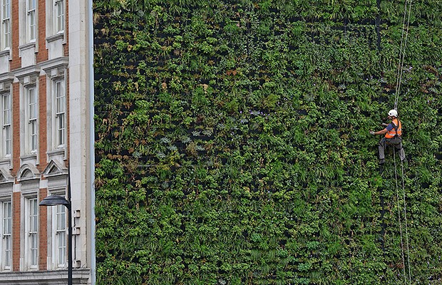 Maior jardim vertical de Londres tem 10 mil plantas (Foto: Divulgação)