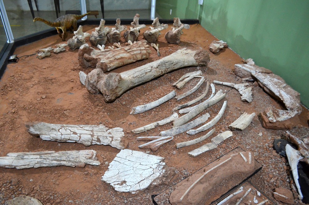Fósseis do 'Arrudatitan maximus', um titanossauro, estão expostos no Museu de Paleontologia de Monte Alto (SP) — Foto: Museu de Paleontologia de Monte Alto/Divulgação
