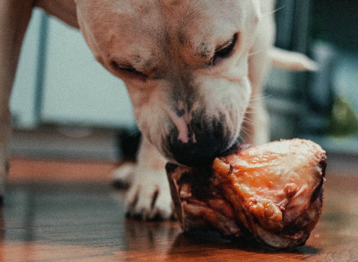 Ossos devem ser sempre ofertados crus, e não cozidos, para evitar a perfuração dos órgãos do animal (Foto: Unsplash/ Jonathan Cooper/ CreativeCommons)