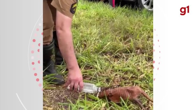 Policial dá água para tatu em rodovia do oeste do Paraná