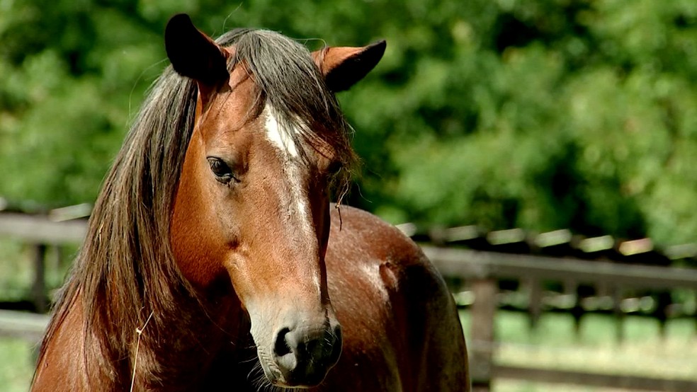 Cavalos para rodeio são tratados como atletas em Novo Horizonte | Nosso  Campo | G1