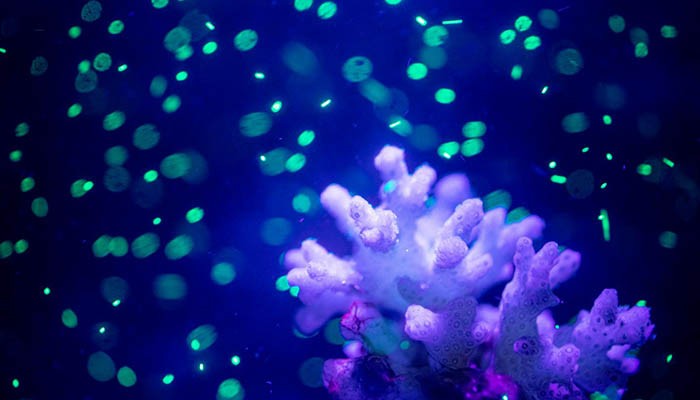 Microplásticos verdes fluorescentes são vistos na água durante um pequeno experimento  (Foto: Dennis Wise/Universidade de Washington)