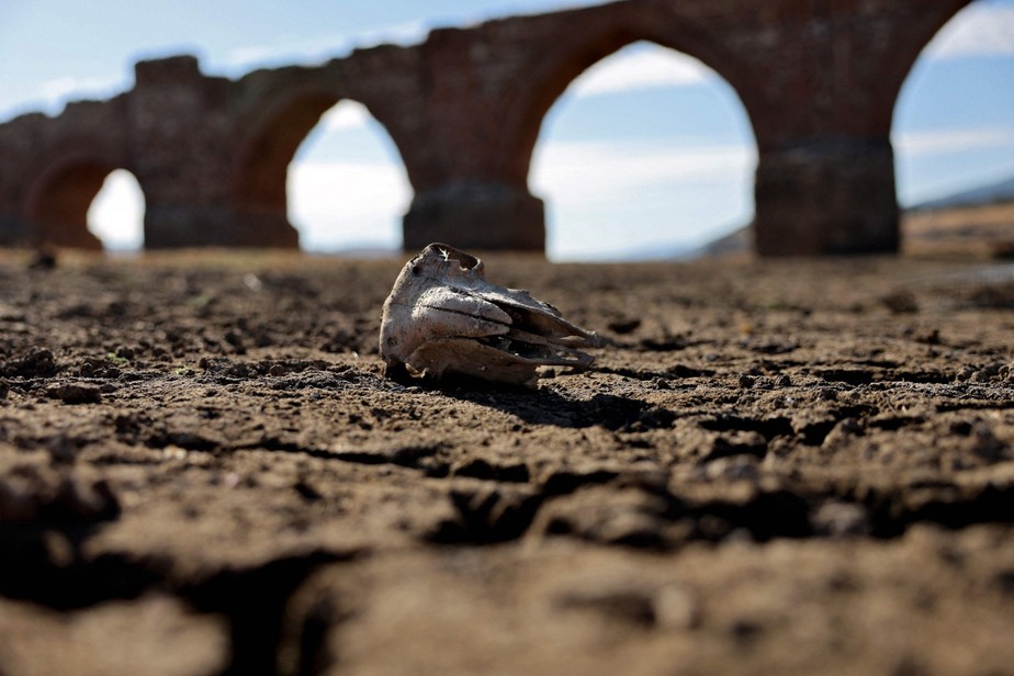 Um crânio de ovelha jaz no leito seco do rio Guadiana, sob a ponte medieval Puente de la Mesta, em Villarta de los Montes, na Espanha