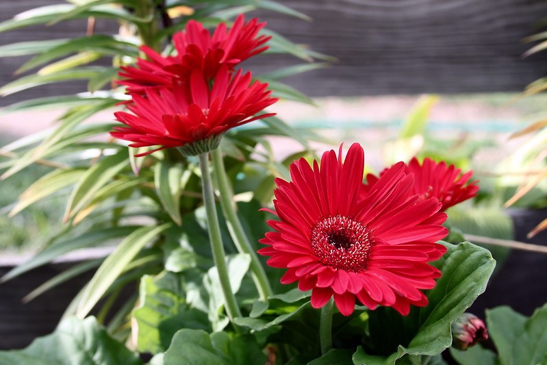 As gérberas podem ser utilizadas como flor de corte, mas também plantadas   (Foto: Flickr / Jim, the Photographer / Creative Commons)