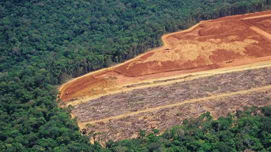 Transparência da pecuária é a chave para combater o desmatamento na Amazônia