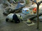Zoológico de San Diego comemora os 24 anos da panda Bai Yun