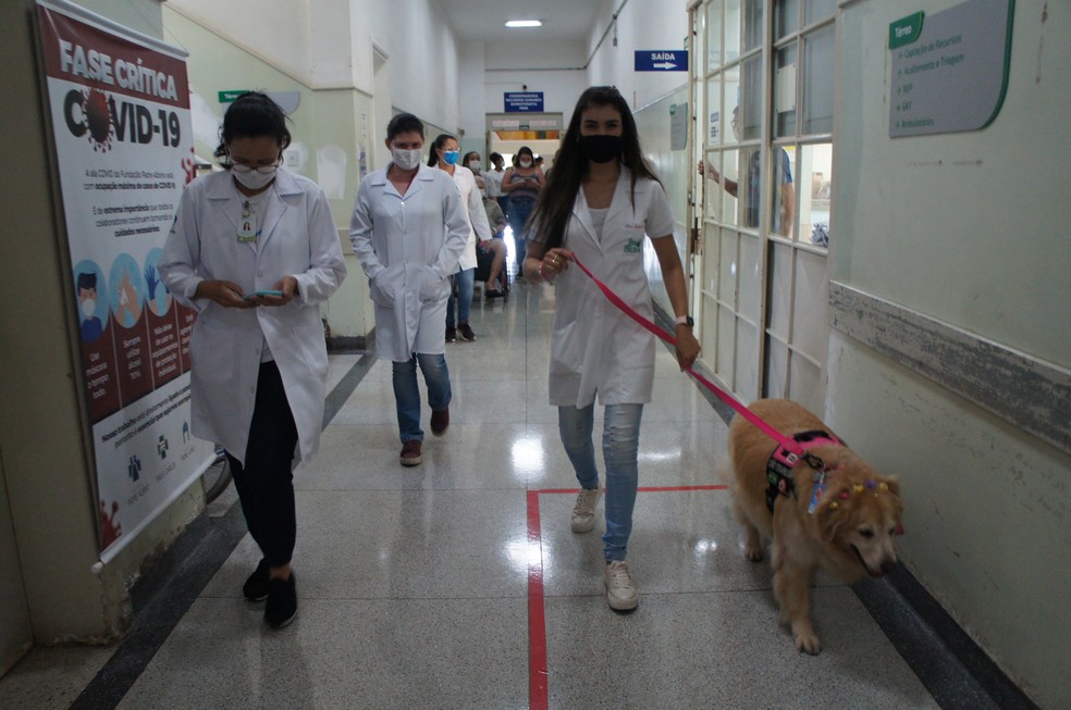 Lessie passeia por corredores, quartos e recepções de hospitais da Fundação Padre Albino em Catanduva (SP) — Foto: Comunicação FPA/Divulgação