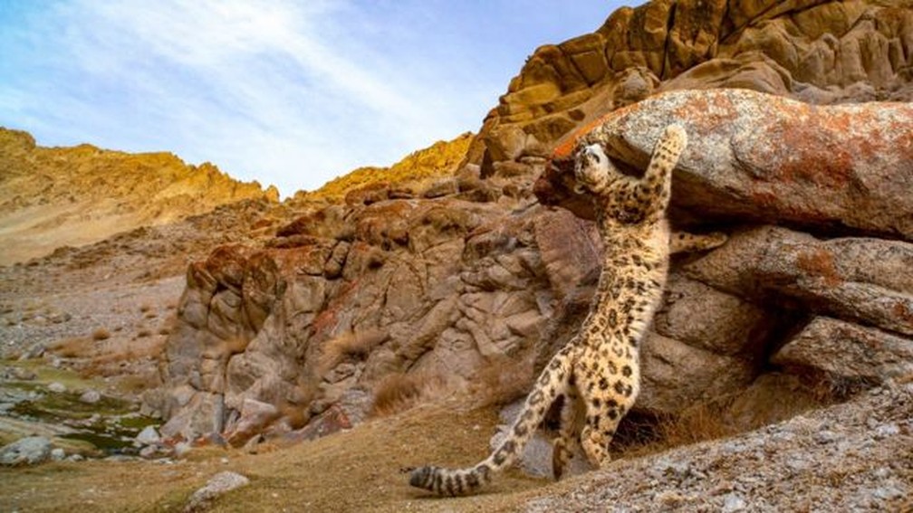Esta imagem foi finalista na categoria vida selvagem. O fotógrafo Sandesh Kadur capturou este leopardo-das-neves. A foto se chama 'Ghost of the Mountains' (Fantasma das Montanhas), apelido dado aos leopardos-das-neves, por serem brilhantes na camuflagem e ser muito difícil tirar uma foto deles. — Foto: Sandesh Kadur / World Nature Photography Awards