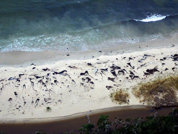 Cerca de 70 baleias encalharam no sul da Patagônia Chilena  (Foto: Sernapesca / AFP)