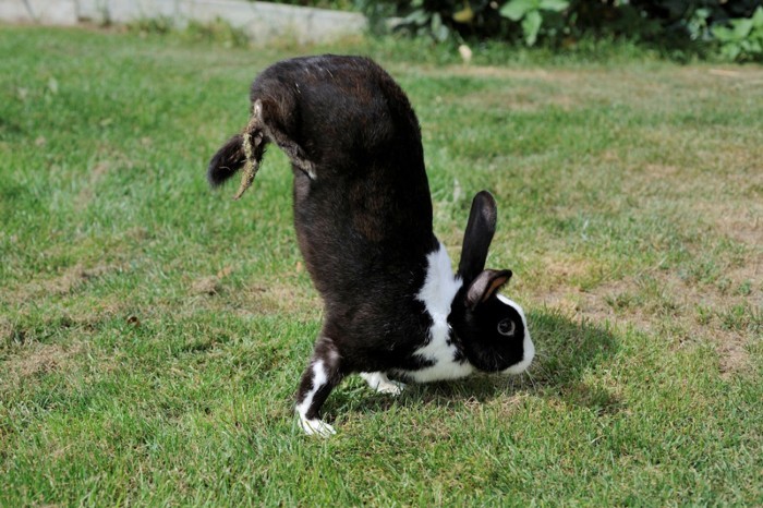 O coelho sauteur d’Alfort, que não consegue pular, caminha sobre as patas dianteiras quando precisa se mover rapidamente ou por longas distâncias. (Foto: M. Carneiro et al./PLOS Genet.)