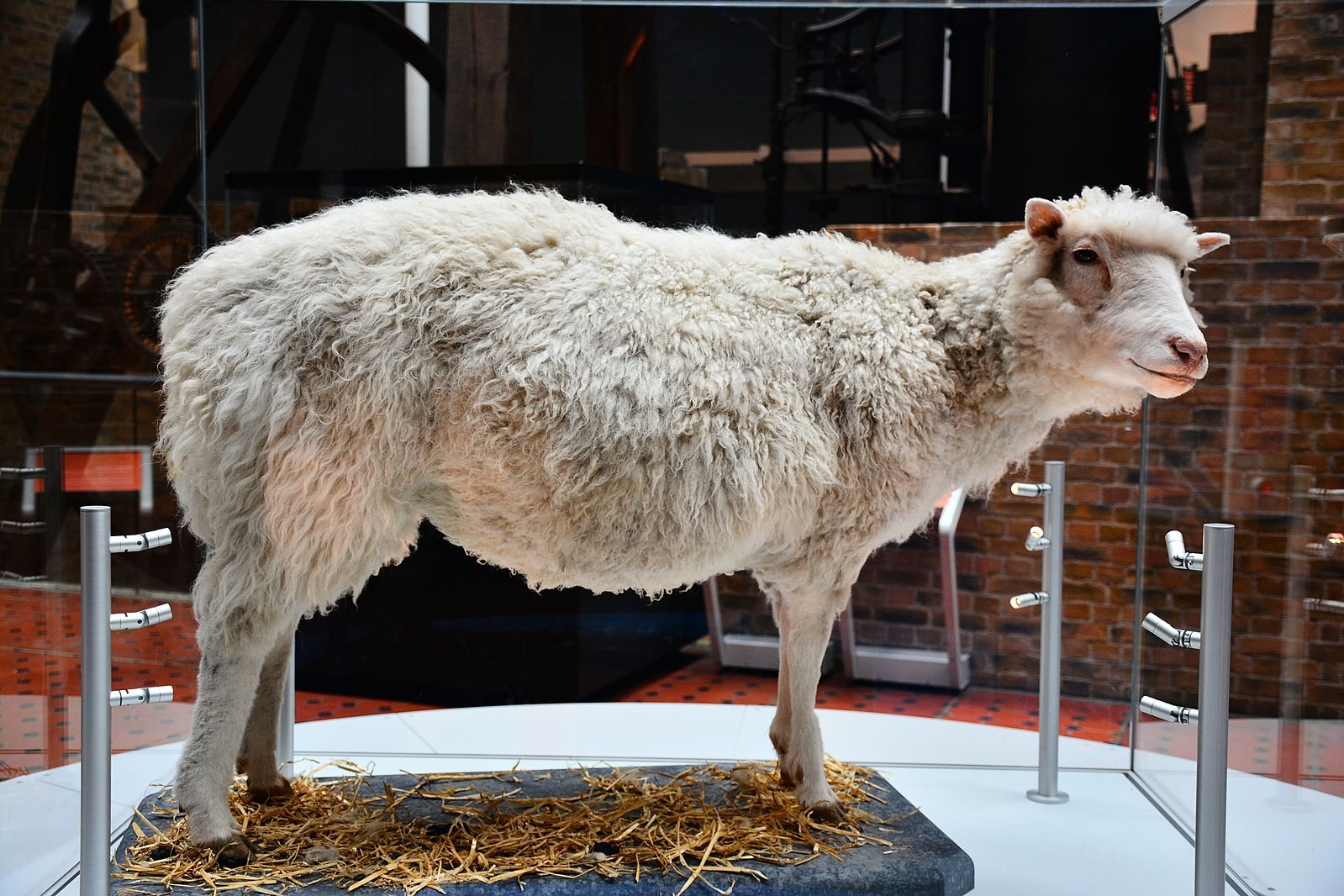 A ovelha Dolly preservada está agora em exibição no Museu Nacional da Escócia, em Edimburgo (Foto: Mike McBey/ Wikimedia Commons/ CreativeCommons)
