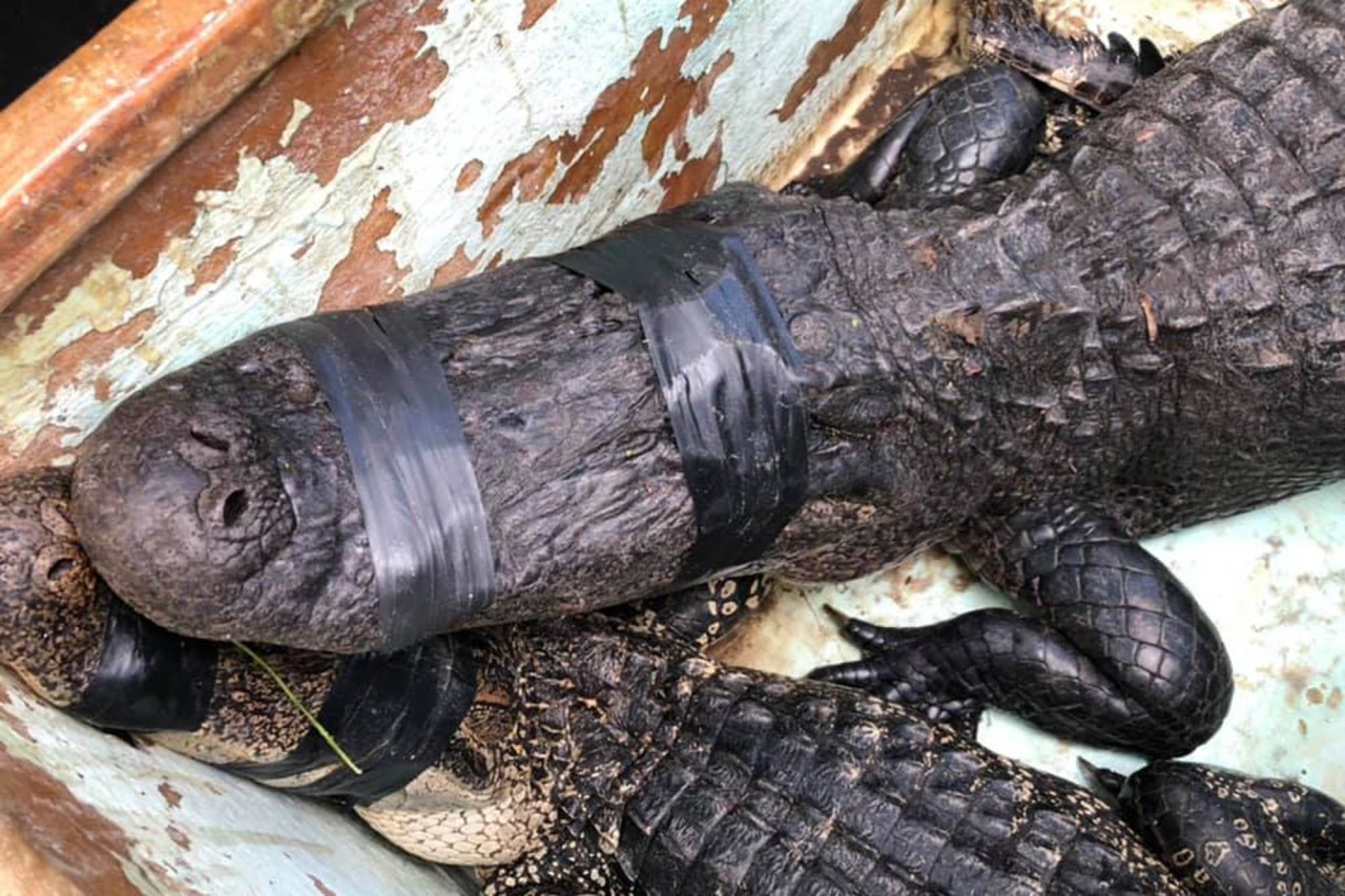 Ciclista é atacado por crocodilo de 3 metros em parque na Flórida (Foto: Reprodução/ NY Post)