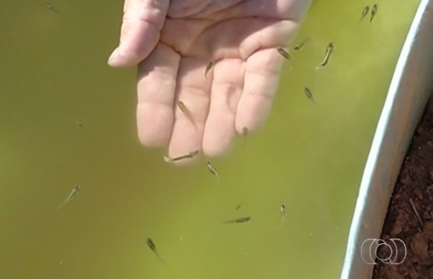Peixe come as larvas do mosquito Aedes aegypti, transmissor da dengue, em Goiás (Foto: Reprodução/ TV Anhanguera)