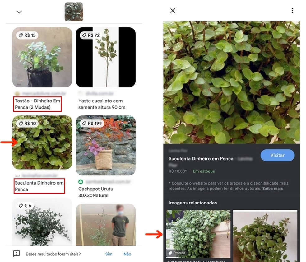 Nome de planta descoberto com câmera do Google Lens — Foto: Reprodução/Raquel Freire