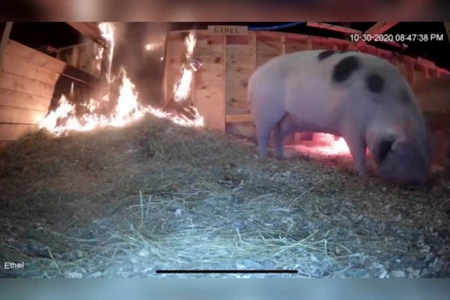 Mulher salva porca grávida de incêndio ao acompanhar livestream (Foto: Reprodução)