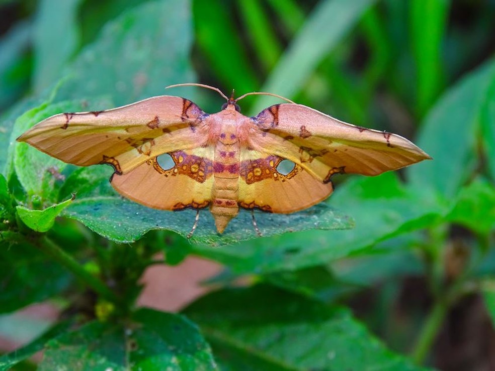 A observadora começou a fotografar insetos em 2014. Atualmente faz trilhas todos os finais de semana com a companhia do namorado — Foto: Fabiana Montalvao