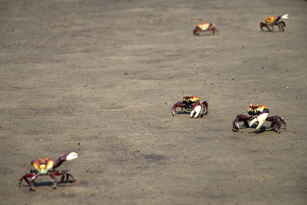Caranguejo-uçá durante as "andadas" — Foto: Renata de Brito/Idema