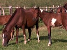 Inseminação de cavalos campeões está mais acessível para criadores