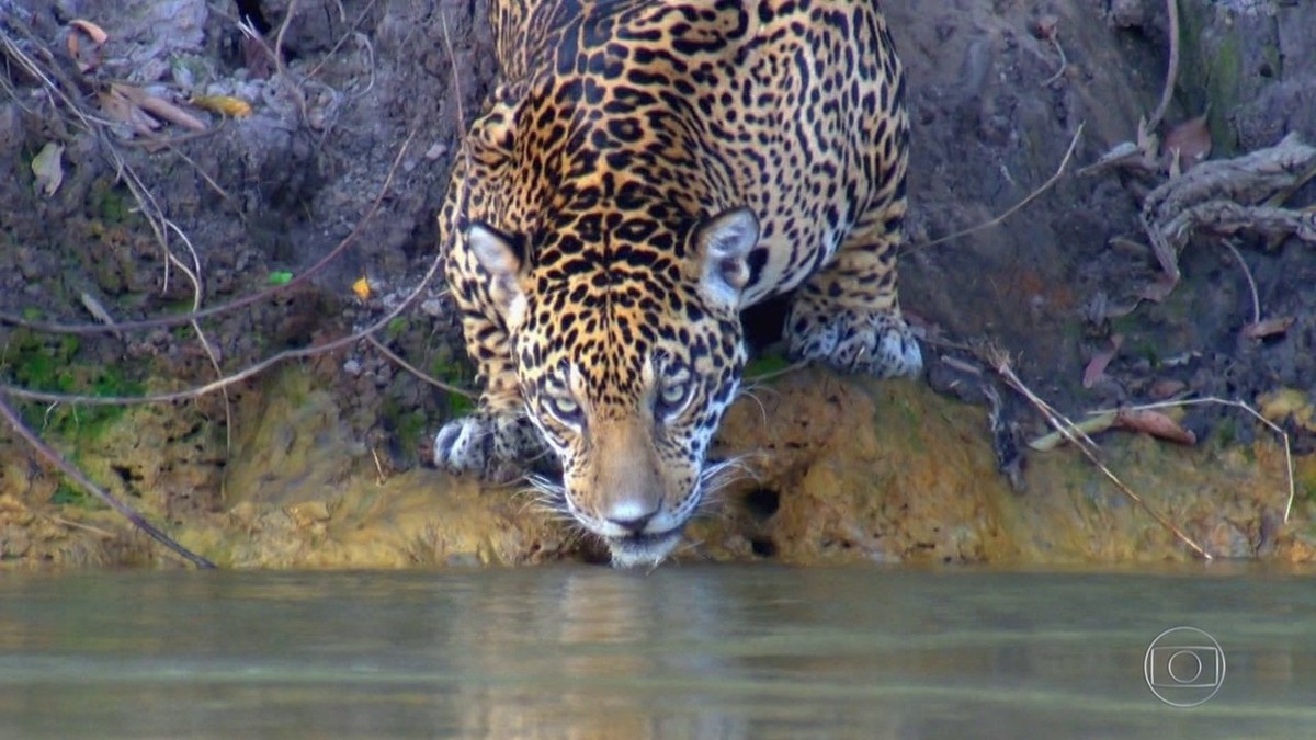 Mata Atlântica concentra 25 das espécies que correm risco de extinção no país, diz estudo