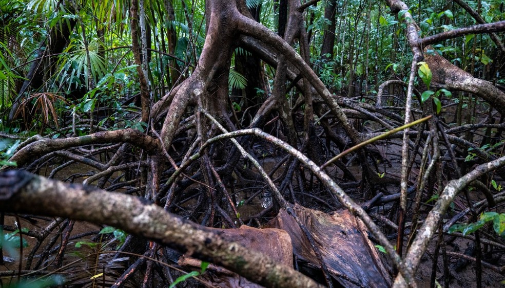 Área de manguezal na Amazônia — Foto: Corey Robinson/ National Geographic