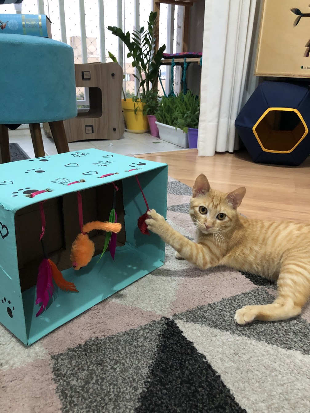 Criar novos brinquedos para os gatinhos pode ser uma atividade interessante nesta quarentena  — Foto: Acervo Pessoal/Juliana Damasceno