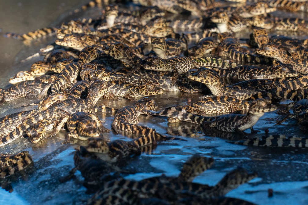 Filhotes de jacaré nascidos em cativeiro na empresa Caimasul: coleta de ovos na natureza acontece entre dezembro e fevereiro — Foto: Eduardo Palacio/G1