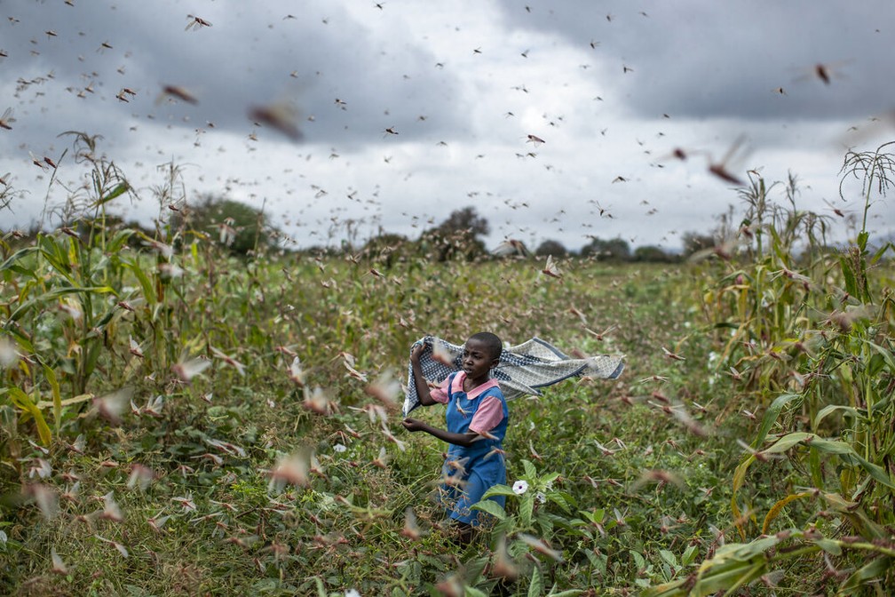 A filha de um fazendeiro tenta afastar um enxames de gafanhotos de sua plantação na aldeia de Katitika, no Quênia — Foto: Ben Curtis/AP