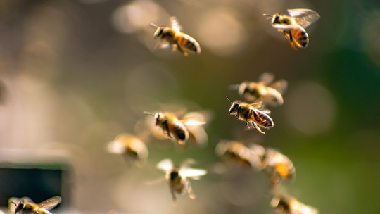 Biofábrica de abelhas é alternativa para geração de renda na Amazônia