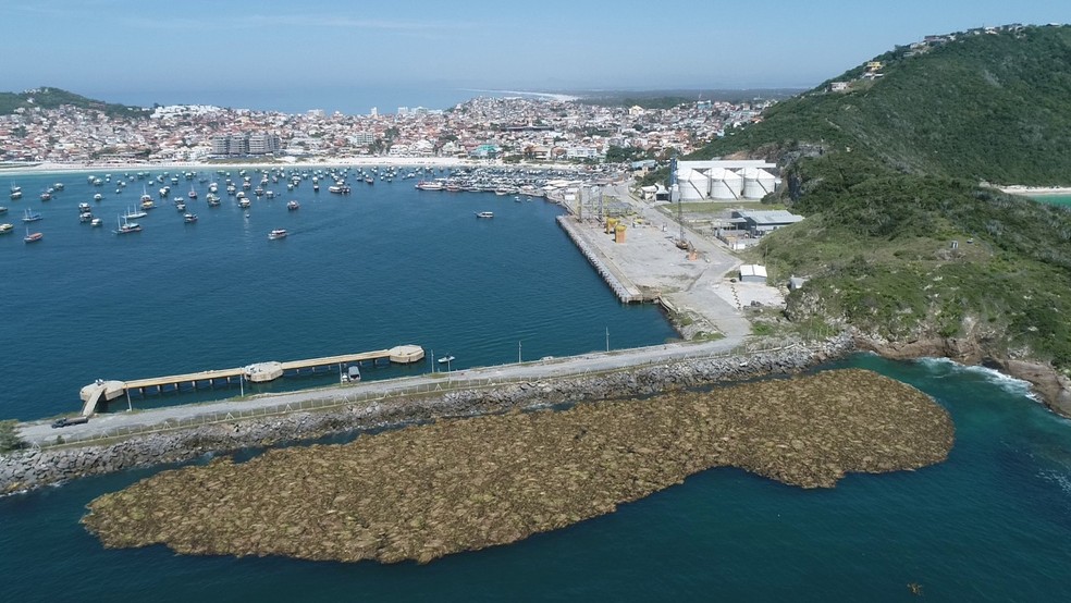 Plantas mudaram o cenário de Arraial do Cabo, no RJ  — Foto: Drone Adventures Brazil/Divulgação 