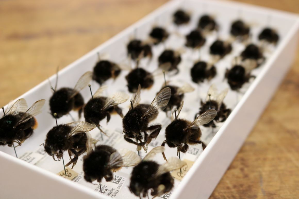Rede de museus do Reino Unido mostra sinais de estresse em abelhas ligados às mudanças climáticas (Foto: Museu de História Natural de Londres)
