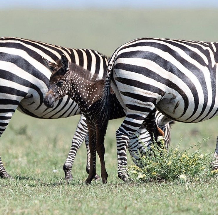 Existem três espécies de zebras, cada uma com suas próprias marcas distintas, variando de padrões de listras a quais partes do corpo são cobertas (Foto: Frank Liu/Reprodução Facebook Wildest Africa)