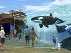 Califórnia impede parque SeaWorld de criar novas orcas em cativeiro