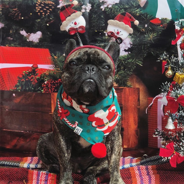 Como tirar fotos dos pets em clima de Natal - Casa Vogue