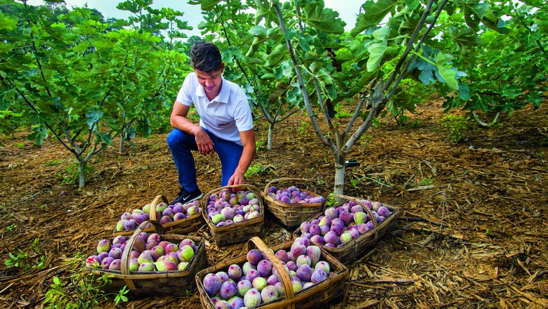 Mercado de figo do Canadá movimenta cerca de US$ 31 milhões todos os anos (Foto: Rogério Albuquerque)