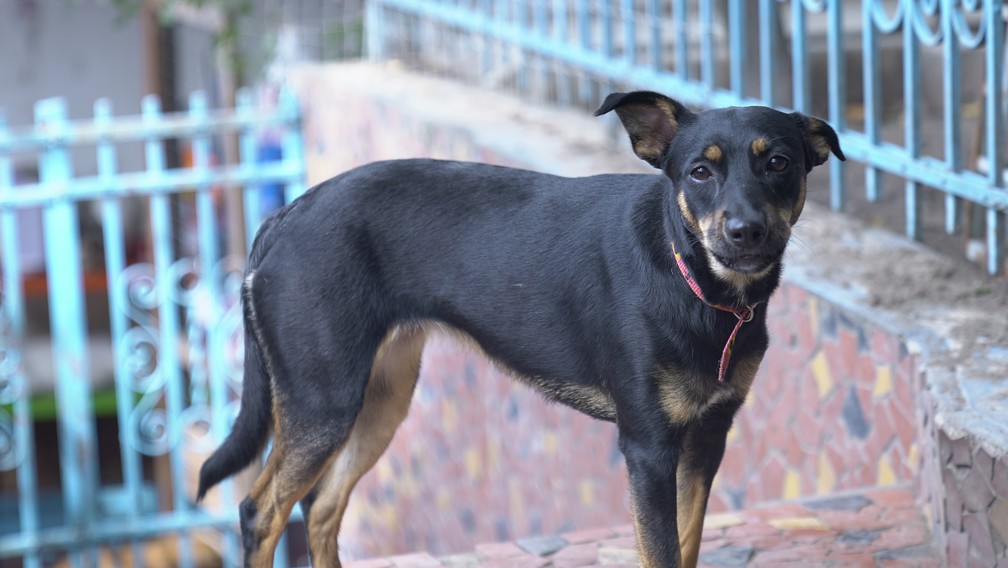 Nora, de oito meses, já esteve em mais de 20 feiras de adoção no Rio de Janeiro — Foto: Affonso Andrade/ G1