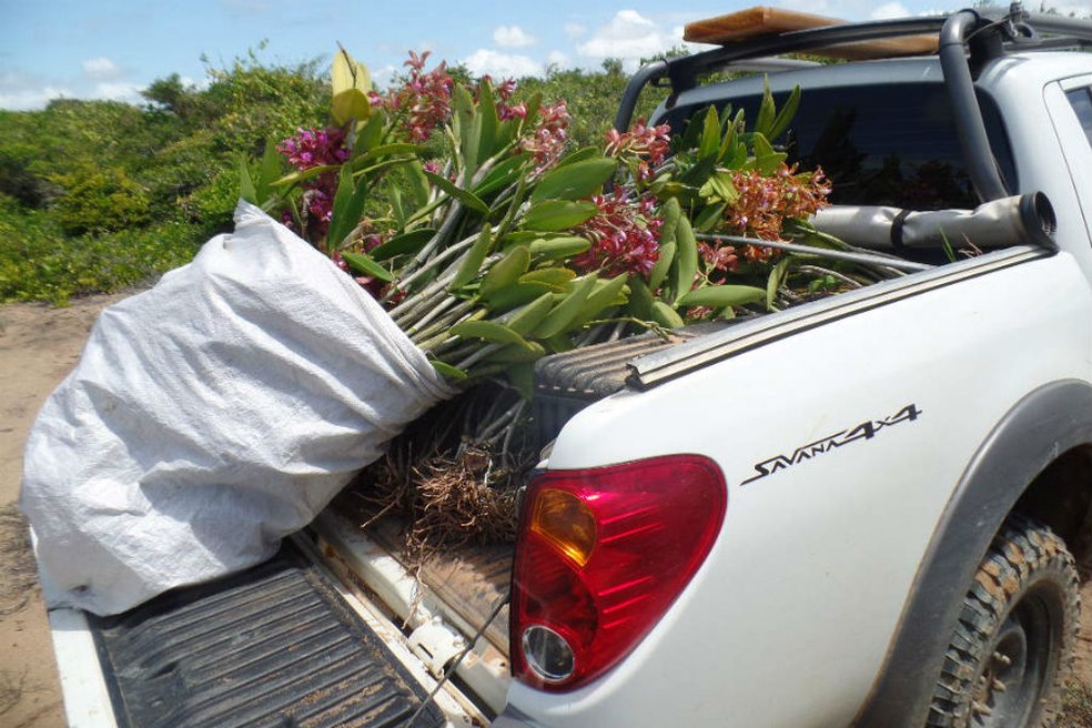 Flores foram apreendidas, em Linhares  — Foto: Divulgação/ Prefeitura de Linhares